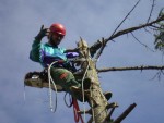 arboricoltura-perelli
